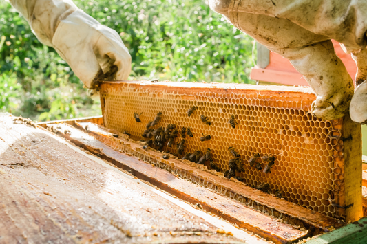 The Rundown on our Generation Bee Honey and Hives!