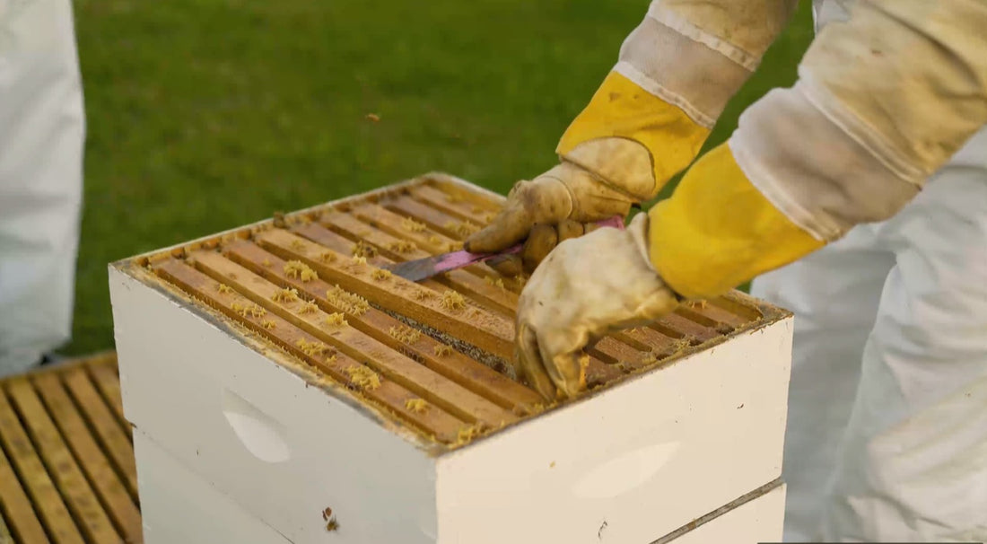 Honey-Infused Skincare Working for You This Winter