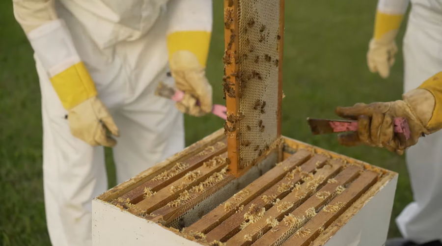 Harvest day at Generation Bee