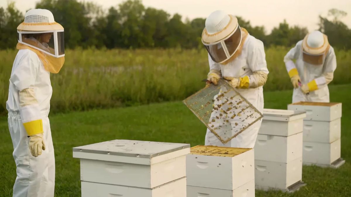 Three Generation Bee beekeepers in protective suits lifting a frame of bees at the family apiary