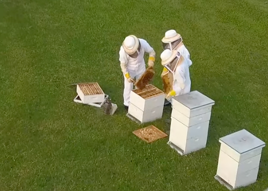 Hive inspection